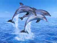 delfini-delfinus delfinus.jpg